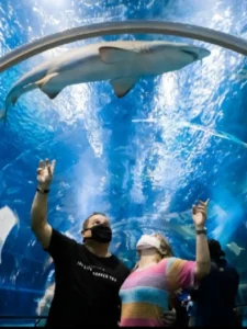 visitantes-aquario-observando-tubaroes-webp.webp